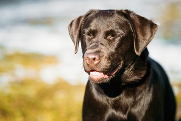 Beautiful Brown Dog Lab Labrador Retriever