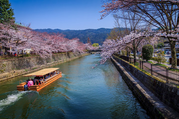 Sakura 03 © onedi