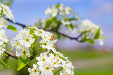 Blooming Tree in Spring