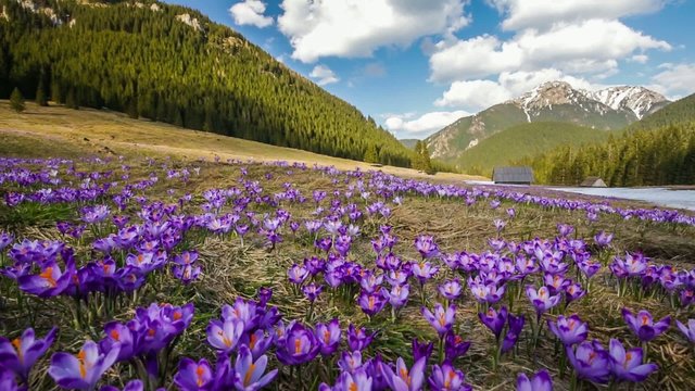 Spring crocuses in Tatra Mountains, Poland
