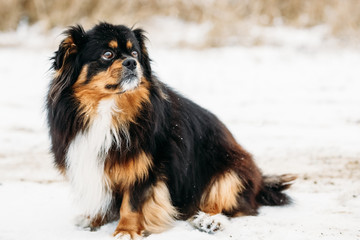 Black And Brown Colors Dog Outdoor Portrait