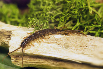 Chilopoda subtype Myriapoda