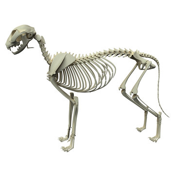 Dog Skeleton Anatomy - Anatomy of a Male Dog Skeleton Stock Illustration |  Adobe Stock