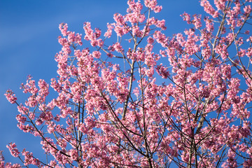 Pink sakura blossoms in Thailand