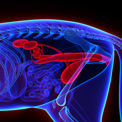 Photos, illustrations et vidéos de vulve