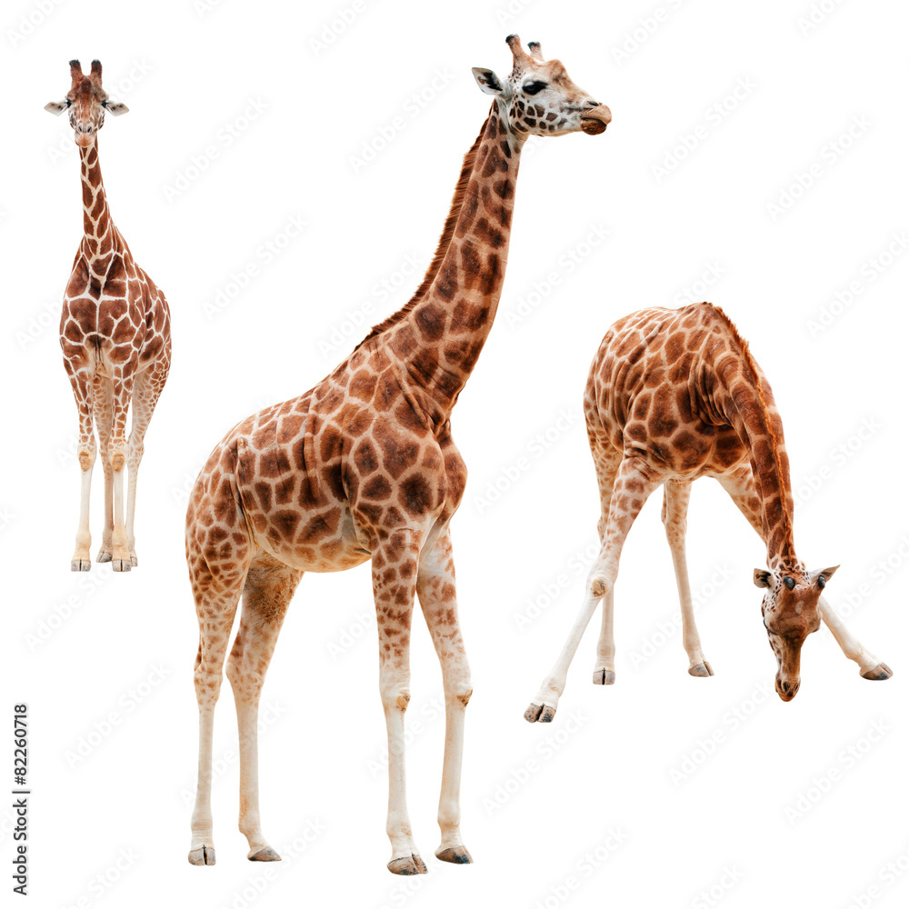 Wall mural three giraffe in different positions isolated with clipping path