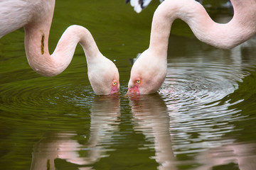 few flamingos filter food from the water