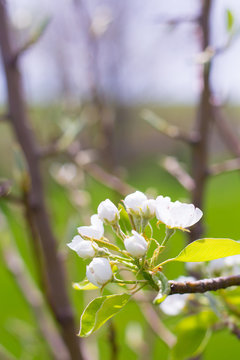Closeup of a Flowering Plum Tree