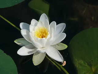 Photo sur Plexiglas Nénuphars American White Water Lily Wisconsin