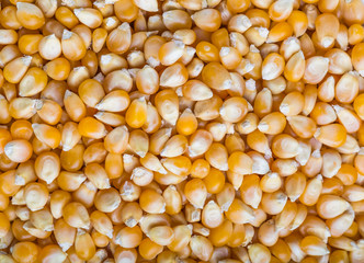 Bulk of corn grains
