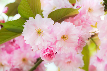 Blossoming Japanese cherry tree