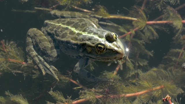 Frog Lies Still in Water While Other Frogs Croak
