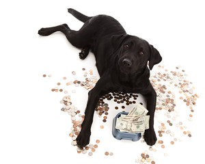Dog Expenses
