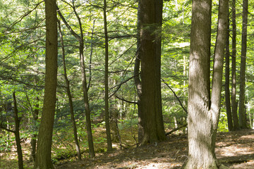 Naklejka premium An pacific forest