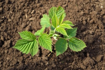 Молодой куст малины