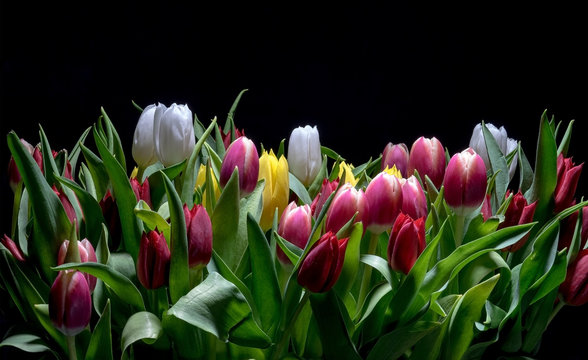 Bouquet of Bright Tulips Blooms