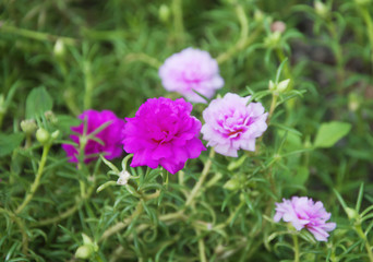 Fototapeta na wymiar Moss rose flower in the garden