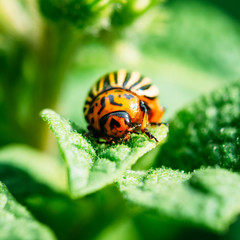 Macro Shoot Of Potato Bug On Leaf