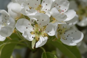 Fototapeta premium Birnenblüte