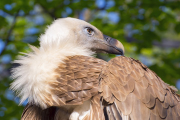Griffon vulture (Gyps fulvus)