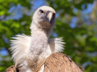 Griffon vulture (Gyps fulvus)