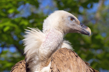 Griffon vulture (Gyps fulvus)