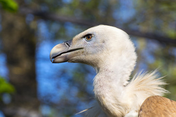 Griffon vulture (Gyps fulvus)