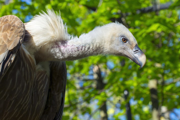 Griffon vulture (Gyps fulvus)