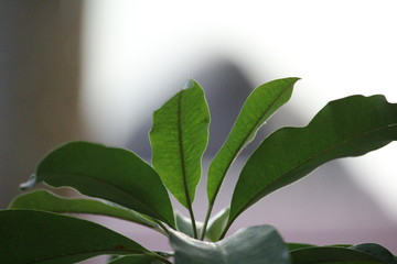 Fototapeta na wymiar Blätter
