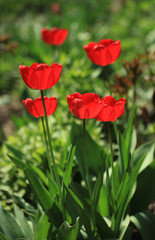 red tulips
