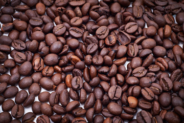 Coffee Seed