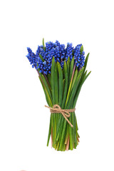 blue springs flowers bouquet Muscari isolated on white