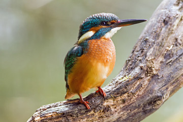 Kingfisher watching for prey, sitting on a branch