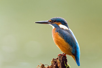 Kingfisher watching for prey, sitting on a branch
