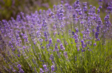 Obraz premium Lavender flowers close up
