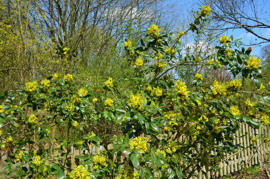 Gew&ouml;hnliche Mahonie in Bl&uuml;te
