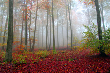 Forrest in an Autumn mist