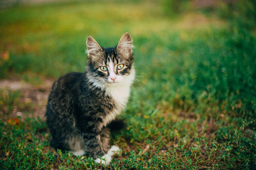 Naklejka na ściany i meble Small Cat Kitten Sitting On Green Spring Grass.