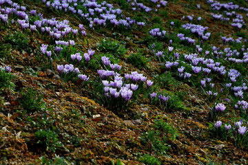 Obraz premium Flowers