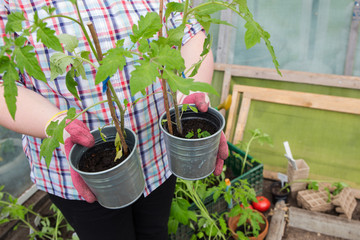 Tomaten-Pflanzen selbst ziehen