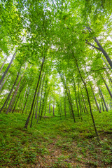Fototapeta na wymiar Beautiful forest near Rzeszow city, Poland
