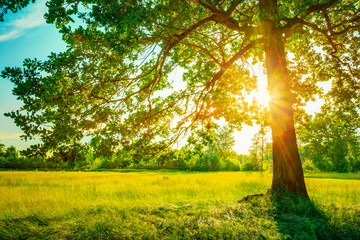 Fototapeta premium Summer Sunny Forest Trees And Green Grass. Nature Wood Sunlight