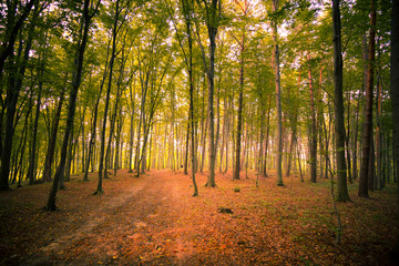 Beautiful forest near Rzeszow city, Poland