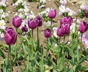 Клумба с тюльпанами