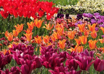 Клумба с тюльпанами
