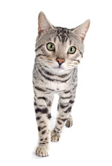 bengal cat silver