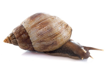 giant African snail
