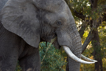 Elephant eating