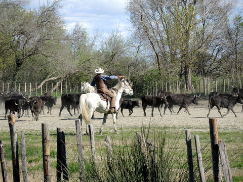 Camargue authentique 4