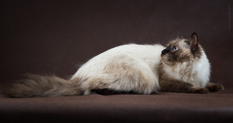 Neva masquerade kitten on brown background